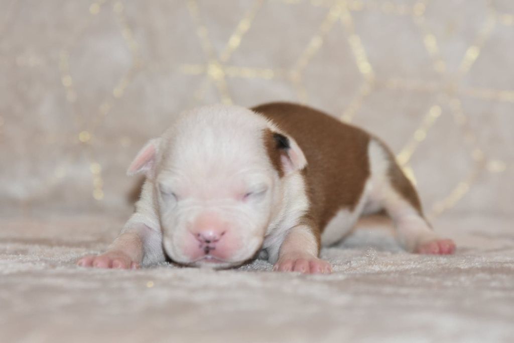 Du Domaine Des Légendes Urbaines - Chiot disponible  - American Staffordshire Terrier
