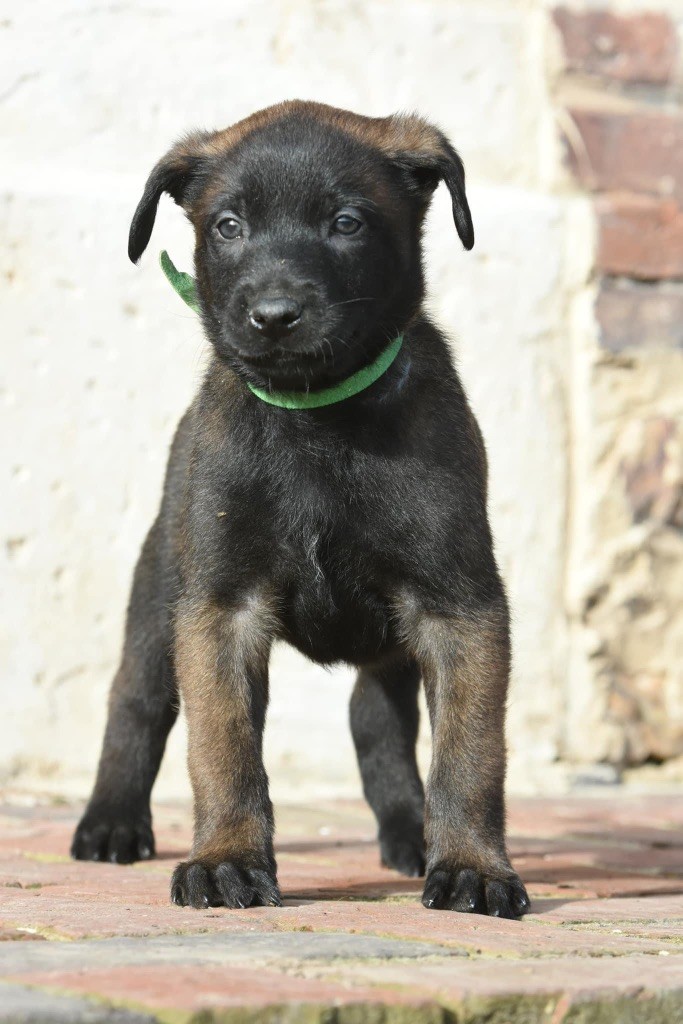 Du Domaine Des Légendes Urbaines - Berger Belge - Portée née le 10/02/2024
